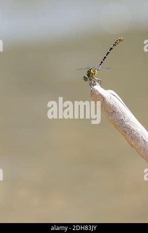 Piccolo pincertail, dragonfly con coda a gancio con occhi verdi (Onychogomphus forcipatus), maschio siede su un ramo, in Francia Foto Stock