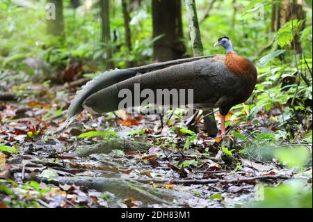 Grande fagiano di argus (Argusianus argus grayi), maschio sul terreno nella foresta pluviale tropicale, Malesia, Borneo, Sabah, Danum Valley Foto Stock