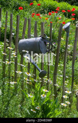 collegamento a margherita di oxeye, collegamento a margherita di buoi, alghe bianche, collegamento a margherita bianco, collegamento a margherita di cani, marguerite (Chrysantheum leucanthemum, Leucanthemum vulgare), insetto-friendly Foto Stock