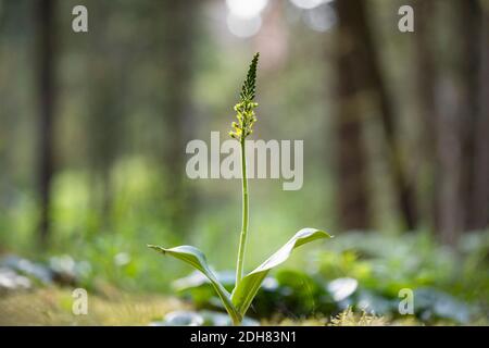 Twayblade comune, twayblade foglia d'uovo (Neottia ovata, Listera ovata), fioritura, Germania, Baviera Foto Stock