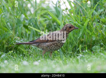 Song thrush (Turdus philomelos), alimentazione Juvenile su un prato, Paesi Bassi Foto Stock