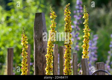 Mullein nero (Verbascum nigrum), giardino naturale ricco di fiori, adatto agli insetti, Germania Foto Stock