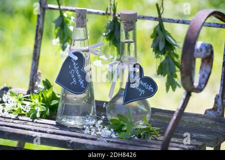 Woodruff dolce (Galium odoratum), sciroppo di Woodruff dolce, Germania Foto Stock