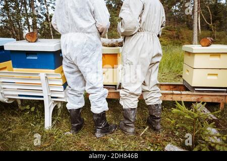 Vista posteriore degli apicoltori in piedi presso gli alveari sul campo Foto Stock