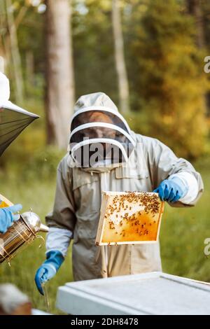 Apicoltore che tiene il nido d'ape sul campo Foto Stock