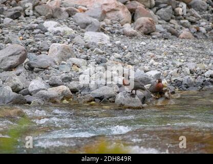 Anatra blu, Whio (Hymenolaimus malacorhynchos malacorhynchos, Hymenolaimus malacorhynchos), coppia ad un fiume che scorre veloce vicino a Homer tunnel, New Foto Stock