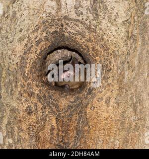 Noctule (Nyctalus noctula), che chiama da tree hole, Paesi Bassi Foto Stock