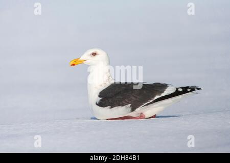 Gabbiano a schienale laty (Larus schistisagus), adulto che riposa su un lago ghiacciato coperto di neve, Giappone, Hokkaido Foto Stock