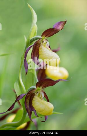 Varietà di orchidee viola (Cypripedium calceolus), fioritura, Germania Foto Stock