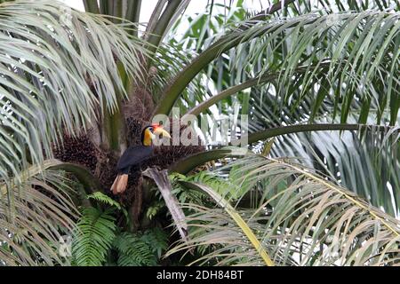 Becco di cornamusa rugoso, becco di cornamusa (Aceros corrugatus, Rhabdotorrhinus corrugatus), arroccato in palma, Malesia, Borneo, Sabah Foto Stock