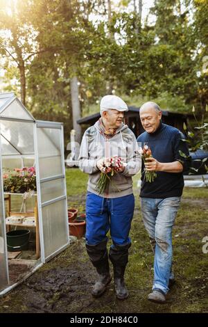 Felice coppia gay che tiene verdure fresche di radice in giardino Foto Stock