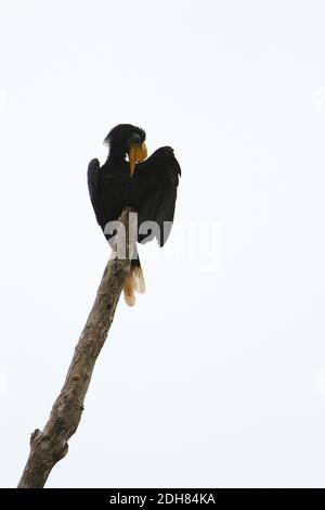 Becco di cornamusa rugoso, becco di cornamusa (Aceros corrugatus, Rhabdotorrhinus corrugatus), adulto preening appollaiato su un ramo, Malesia, Borneo, Foto Stock