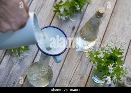 Woodruff dolce (Galium odoratum), sciroppo di Woodruff dolce, Germania Foto Stock