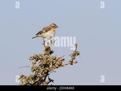 Bush chat dal colore bianco , bushchat di Stoliczka (Saxicola macrorhynchus), perching su un piccolo cespuglio, vista laterale, India, Parco Nazionale del deserto Foto Stock