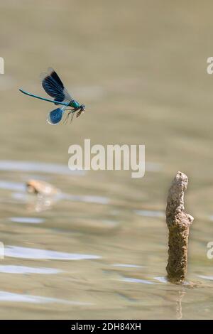 Western Demoiselle (Calopteryx xantostoma), in volo su un fiume, Francia Foto Stock