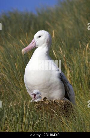 Vagando Albatros, Snowy Albatross (esulans Diomedea), adulto con pulcino nel nido, Suedgeorgien Foto Stock