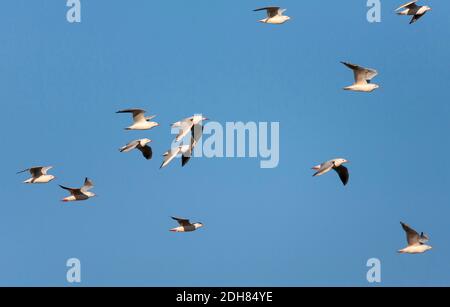 Gabbiano snello (Larus genei, Chromicocephalus genei), gregge che migrano lungo la costa di Tarifa, Spagna, Andalusia, Tarifa Foto Stock