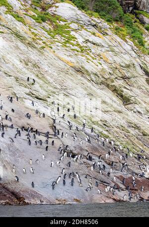 Pinguino dell'isola di Snares, pinguino di Snares (Eudyptes robustus, Eudyptes atratus), colonia sulle Sarre, grande gruppo in piedi sul fondo di ripida scogliera, New Foto Stock