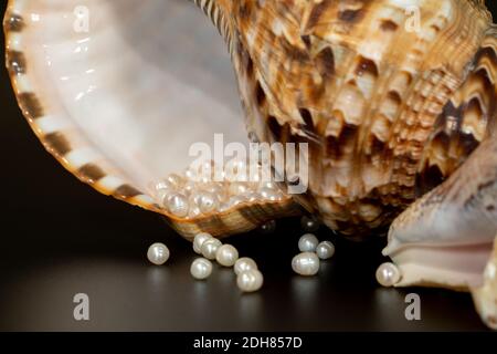 perline perline giacciono in una conchiglia di conchiglia, primo piano foto Foto Stock