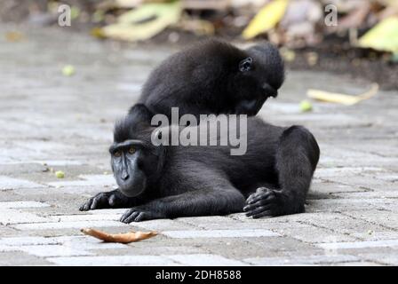 Celebes ape, Celebes black ape, Sulawesi crested macaque, Celebes crested macaque (Macaca nigra, Cynopithecus niger), due scimmie che coltivano la pelliccia Foto Stock