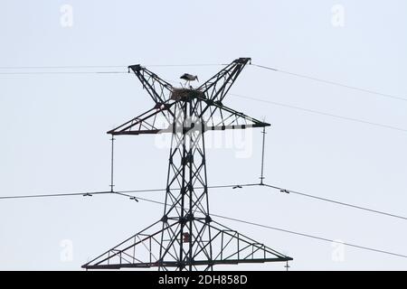 Cicogna bianca orientale, cicogna orientale (Ciconia boyciana), che perching su un nido su un pilone ad alta tensione, Cina, Heilongjiang Foto Stock