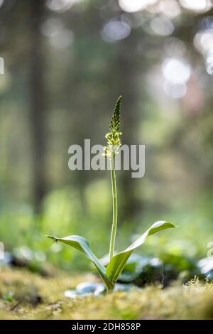 Twayblade comune, twayblade foglia d'uovo (Neottia ovata, Listera ovata), fioritura, Germania, Baviera Foto Stock