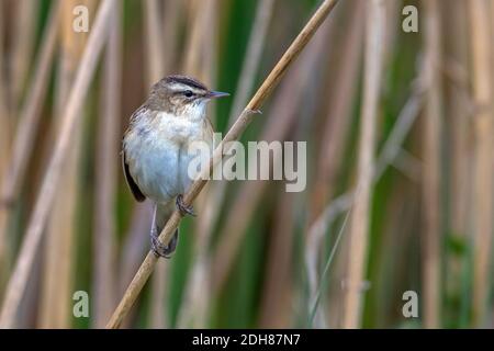 Schilfrohrsänger (Acrocephalus schoenobaenus) Foto Stock