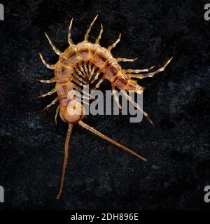 Comune centipede, Lithobius forficatus UK Foto Stock