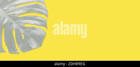 Banner orizzontale con foglia tropicale grigia Monstera su sfondo giallo alla moda. Giallo luminoso e grigio estremo, colori dell'anno 2021 - immagine Foto Stock
