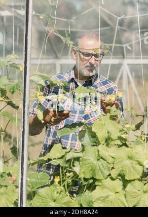 Coltivatore maschio maturo che controlla sulle piante in serra visto attraverso finestra in vetro Foto Stock