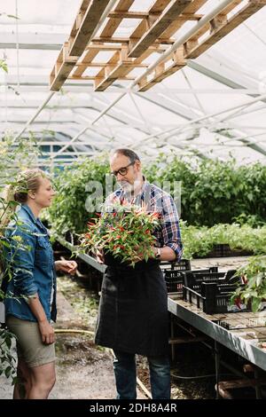 Giardinieri che esaminano i peperoni del peperoncino che crescono su pianta in vaso in serra Foto Stock