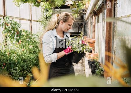 Donna giardiniere che esamina foglie di pianta in serra Foto Stock