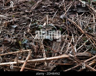 Gelo sulla giovane erba in primavera, Russia Foto Stock