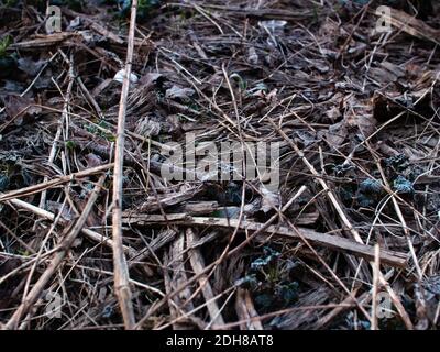 Gelo sulla giovane erba in primavera, Russia Foto Stock