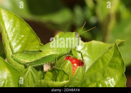 Anacridium aegyptium, il gracshopper egiziano o ninfa locusta egiziana su bocciolo di ibisco. Foto Stock