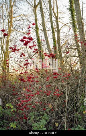 Frutti di bosco d'autunno - Guelder Rose Foto Stock