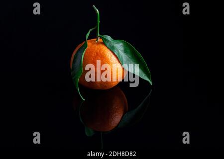 Deliziosi e bei tangerini a foglia verde. Sbucciato arancio mandarino e Tangerine fette arancioni su una superficie Dark Reflective. Foto Stock
