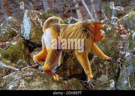 Maschio adulto rampognare-annusò scimmia dorata (Rhinopithecus roxellana). Gennaio in area forestale in montagne Qinling, provincia di Shaanxi, Cina Foto Stock