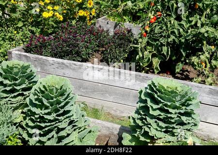 Verdure rialzate, orto appezzamento vegetale appezzamento vegetale vegetale coltivare ortaggi Foto Stock