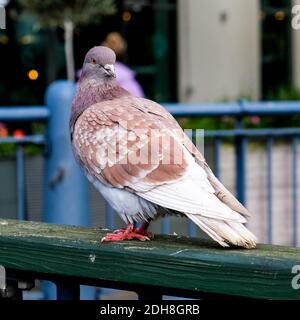 Kingston London, dicembre 09 2020, Single Pigeon seduta sulla Fence Foto Stock