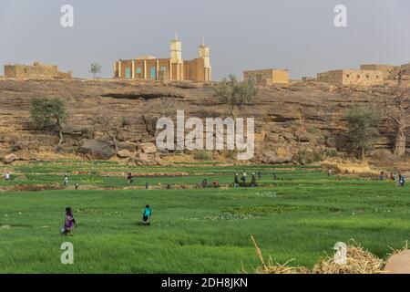 Persone che lavorano nei campi vicino al villaggio di Sangha, Paese di Dogon, Mali, Africa occidentale Foto Stock