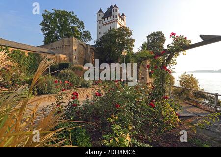 Il castello e la città di Eltville am Rhein, Germania Foto Stock