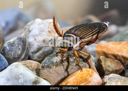 Gelbrandkäfer (Dytiscus marginalis) Weibchen Foto Stock