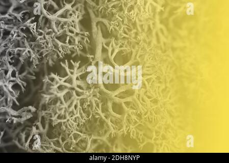 Primo piano su bello sfondo di muschio di sphagnum testurizzato. Colori alla moda. Giallo e grigio. Dimostrazione del colore 2021. Foto Stock