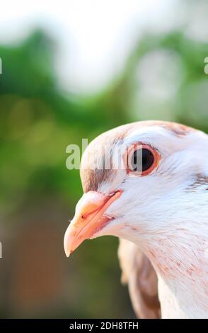 Piccione in posa per la foto. Vista frontale della faccia del piccione faccia a faccia con sfondo verde. Foto Stock