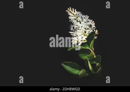 (Ligustrum vulgare) fiori selvaggi privati in fiore in estate, Sudafrica Foto Stock