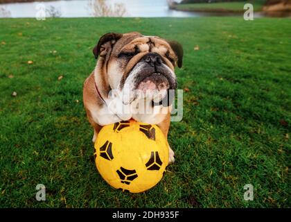 Bulldog inglese che gioca a calcio sull'erba verde Foto Stock