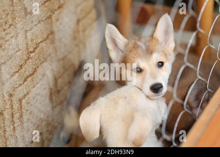 Tristi cuccioli di cani senza casa sono seduti in una gabbia in un rifugio, hanno bisogno di aiuto. Foto Stock