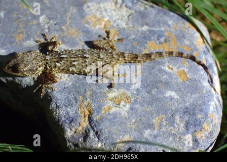 Tarentola mauritanica, conosciuta come gecko a parete comune, è una specie di gecko (Gekkota) originaria dell'area del Mediterraneo occidentale Foto Stock