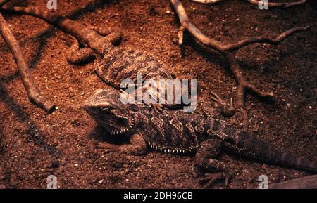 Il drago arcuato orientale (Pogona barbata), noto anche come drago arcuato comune o semplicemente lucertola, nel crogiolarsi sotto raggi infrarossi Foto Stock